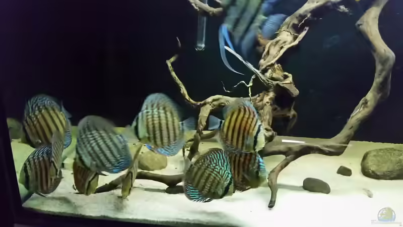 Besatz im Aquarium Wurzelbiotop 2 (Nur noch als Beispiel) von Bernd N. (59)