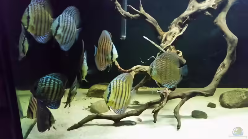 Besatz im Aquarium Wurzelbiotop 2 (Nur noch als Beispiel) von Bernd N. (60)