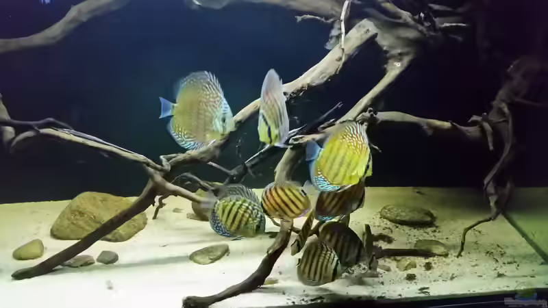 Besatz im Aquarium Wurzelbiotop 2 (Nur noch als Beispiel) von Bernd N. (61)