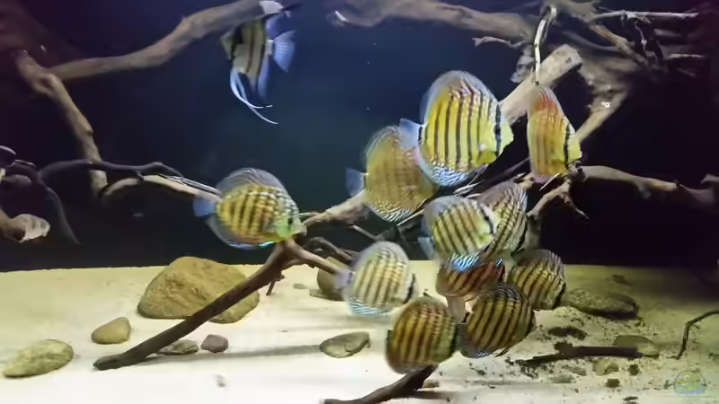 Besatz im Aquarium Wurzelbiotop 2 (Nur noch als Beispiel) von Bernd N. (62)