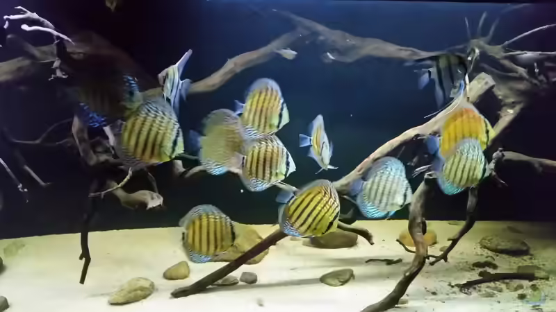 Besatz im Aquarium Wurzelbiotop 2 (Nur noch als Beispiel) von Bernd N. (63)