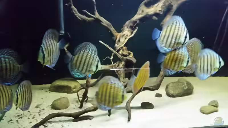 Besatz im Aquarium Wurzelbiotop 2 (Nur noch als Beispiel) von Bernd N. (65)