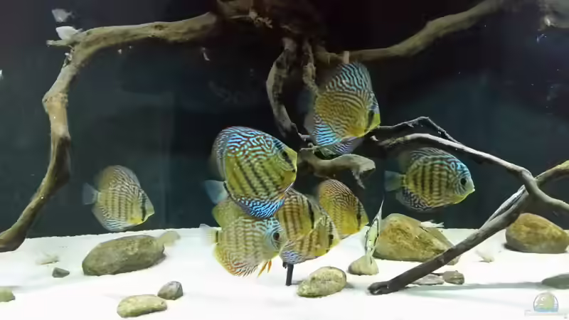 Besatz im Aquarium Wurzelbiotop 2 (Nur noch als Beispiel) von Bernd N. (70)