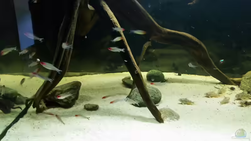 Besatz im Aquarium Wurzelbiotop von Bernd N. (27)