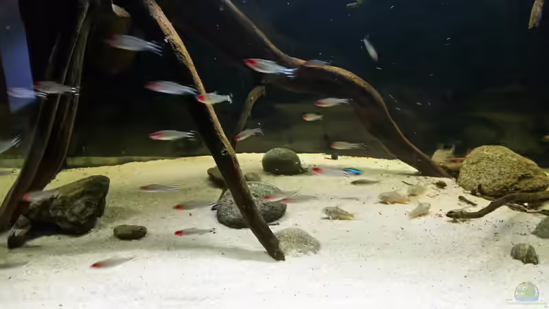 Besatz im Aquarium Wurzelbiotop von Bernd N. (28)