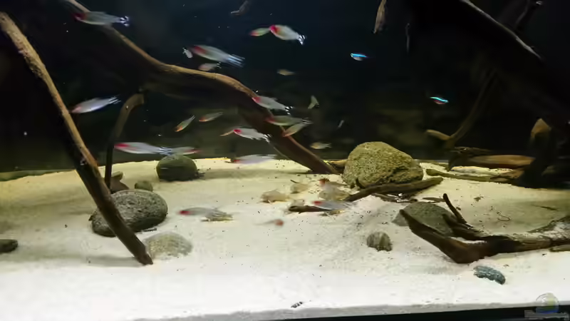 Besatz im Aquarium Wurzelbiotop von Bernd N. (29)