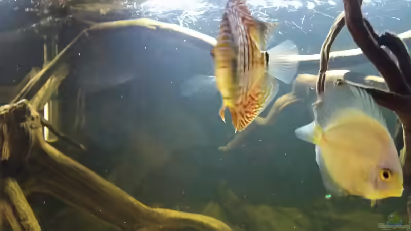 Besatz im Aquarium Wurzelbiotop von Bernd N. (32)