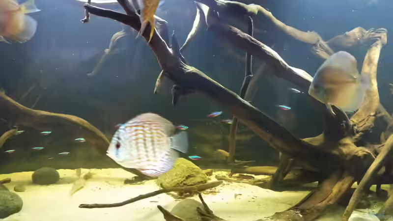 Besatz im Aquarium Wurzelbiotop von Bernd N. (33)