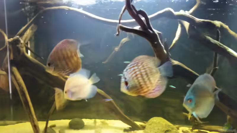 Besatz im Aquarium Wurzelbiotop von Bernd N. (34)