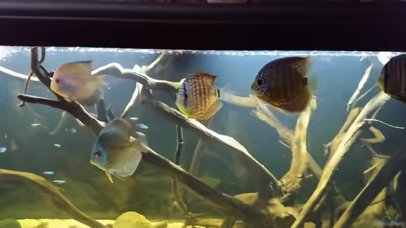 Besatz im Aquarium Wurzelbiotop von Bernd N. (35)