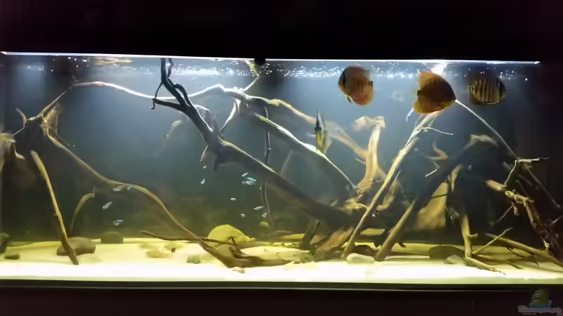 Besatz im Aquarium Wurzelbiotop von Bernd N. (37)