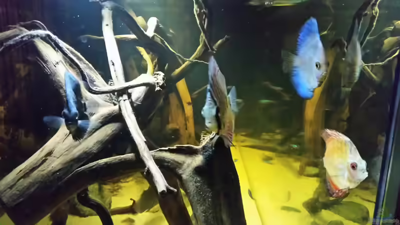 Besatz im Aquarium Wurzelbiotop von Bernd N. (38)