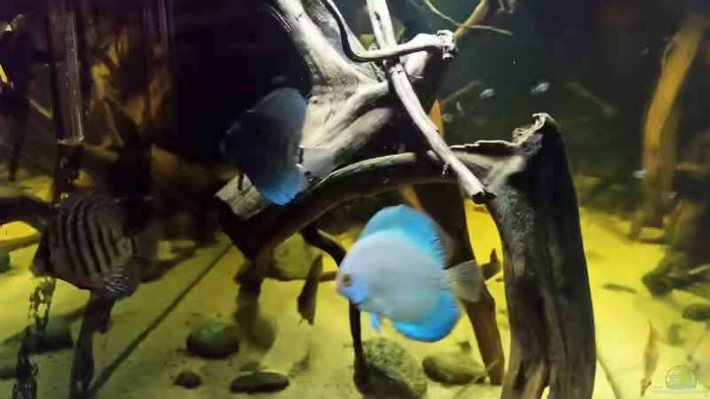 Besatz im Aquarium Wurzelbiotop von Bernd N. (39)