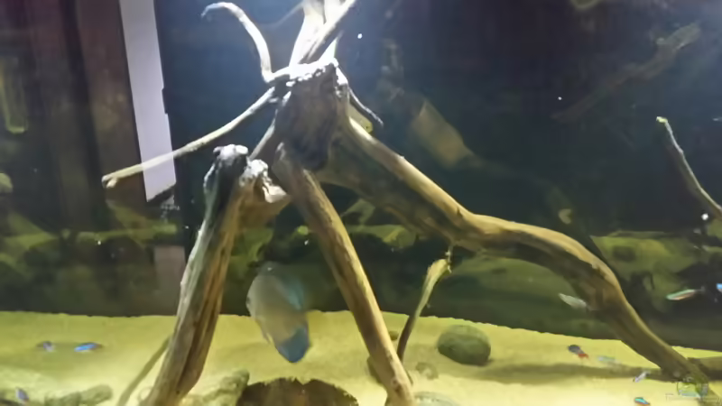 Besatz im Aquarium Wurzelbiotop von Bernd N. (42)