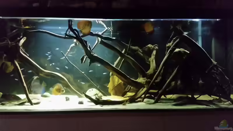 Besatz im Aquarium Wurzelbiotop von Bernd N. (44)