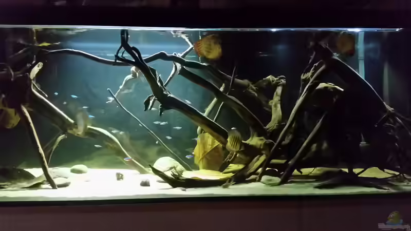 Besatz im Aquarium Wurzelbiotop von Bernd N. (45)