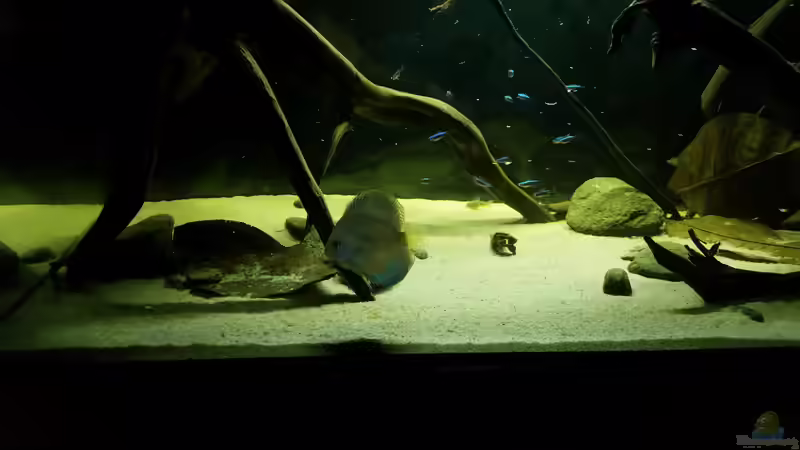 Besatz im Aquarium Wurzelbiotop von Bernd N. (46)