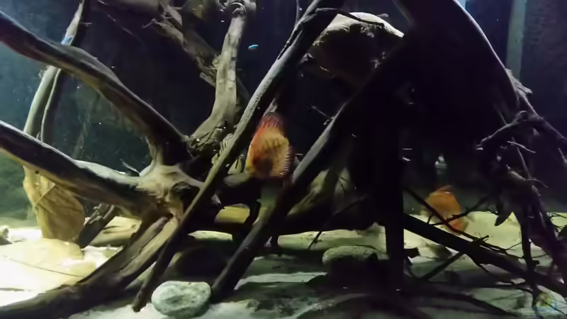 Besatz im Aquarium Wurzelbiotop von Bernd N. (47)