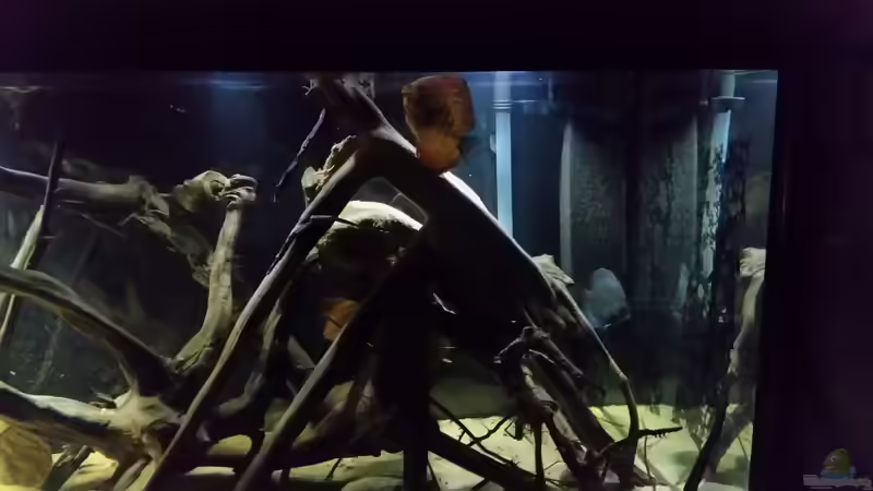 Besatz im Aquarium Wurzelbiotop von Bernd N. (48)