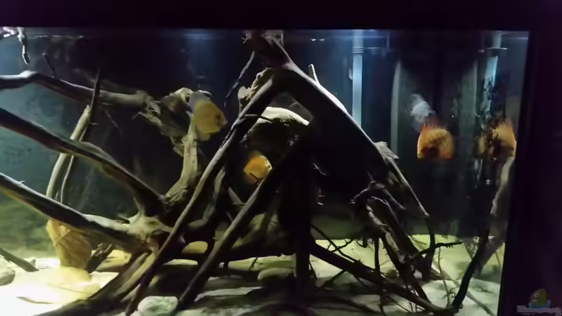Besatz im Aquarium Wurzelbiotop von Bernd N. (49)