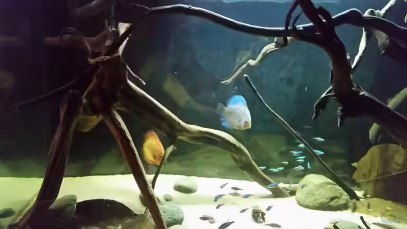 Besatz im Aquarium Wurzelbiotop von Bernd N. (50)