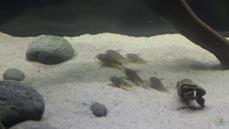 Besatz im Aquarium Wurzelbiotop von Bernd N. (57)