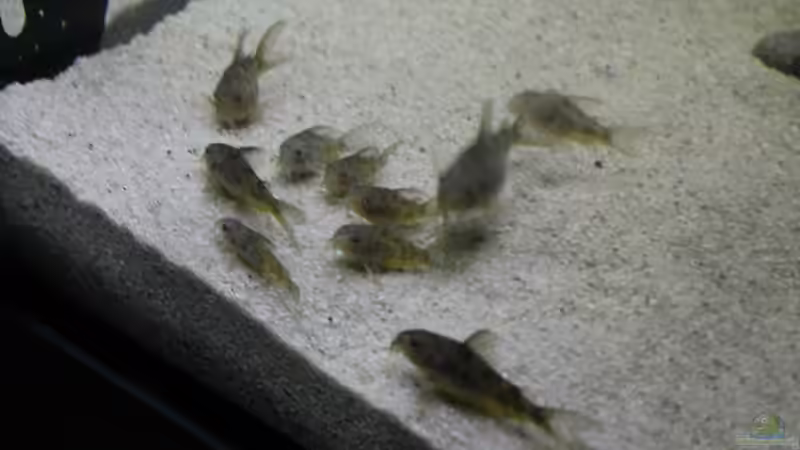 Besatz im Aquarium Wurzelbiotop von Bernd N. (59)