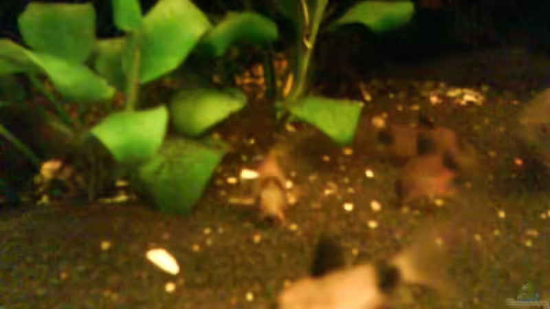 Besatz im Aquarium Wurzelimperium-nur noch als beispiel von LaEy (10)