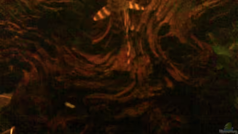 Besatz im Aquarium Wurzelimperium-nur noch als beispiel von LaEy (11)