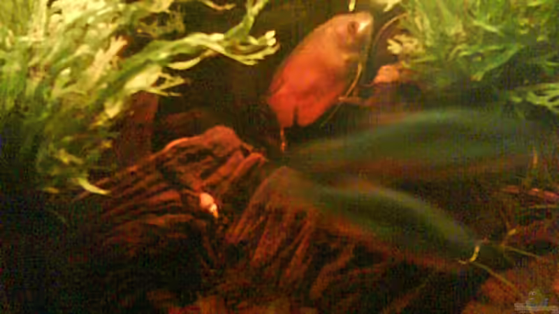 Besatz im Aquarium Wurzelimperium-nur noch als beispiel von LaEy (12)