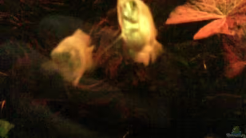 Besatz im Aquarium Wurzelimperium-nur noch als beispiel von LaEy (13)