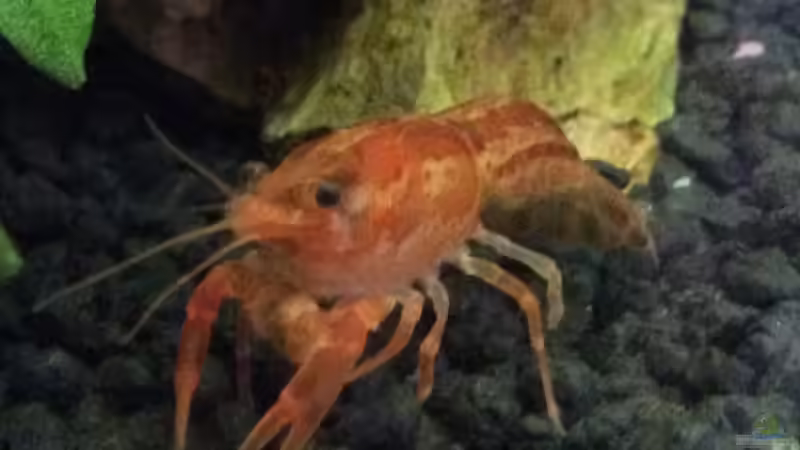 Besatz im Aquarium Wurzelwald von Krabbi (16)