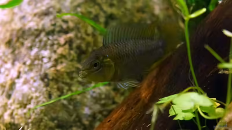 Besatz im Aquarium Wurzelwerk von Micha... (33)