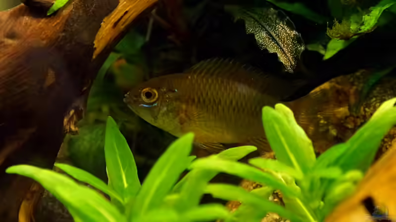 Besatz im Aquarium Wurzelwerk von Micha... (35)