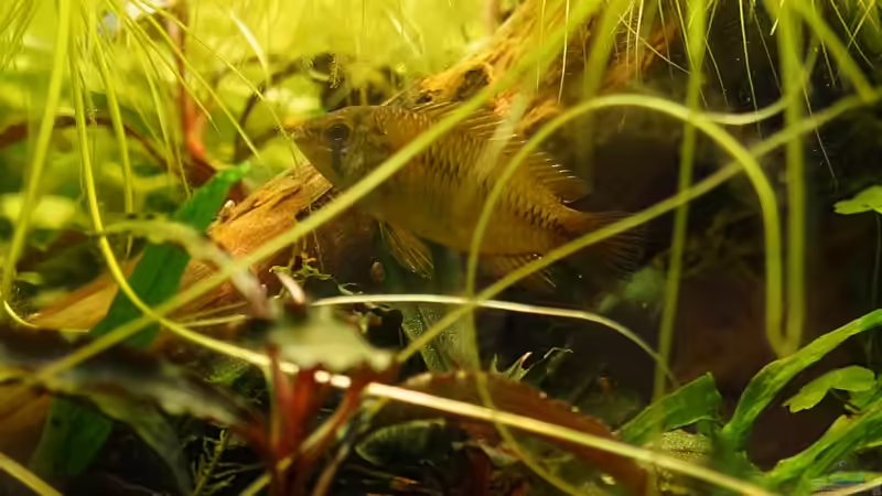 Besatz im Aquarium Wurzelwerk von Micha... (36)