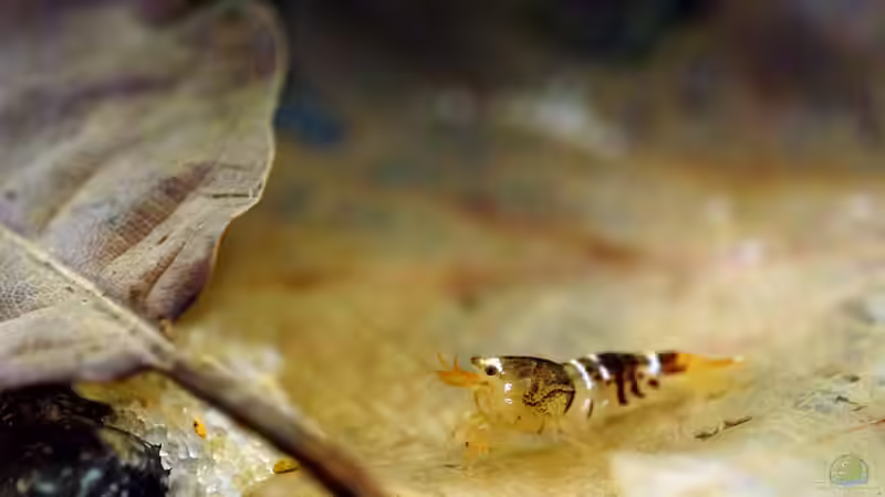 Besatz im Aquarium Wurzelwerk von Micha... (38)