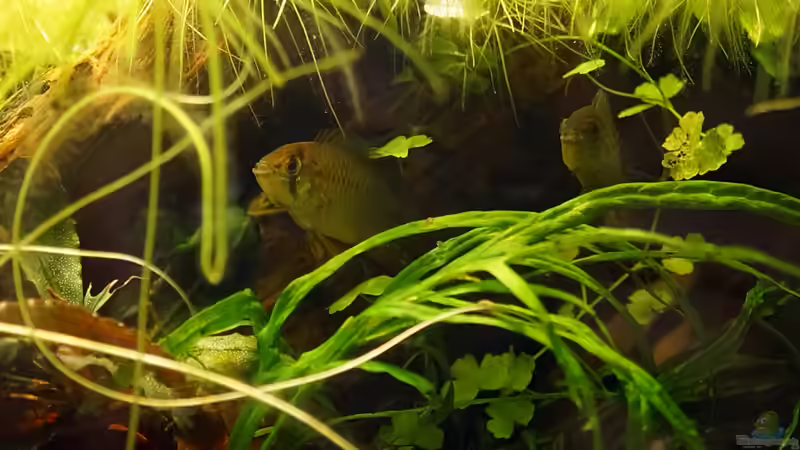 Besatz im Aquarium Wurzelwerk von Micha... (39)