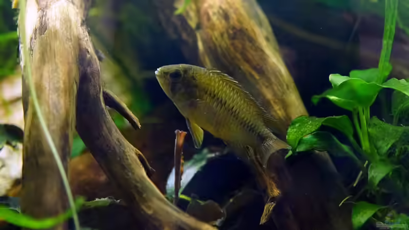 Besatz im Aquarium Wurzelwerk von Micha... (40)