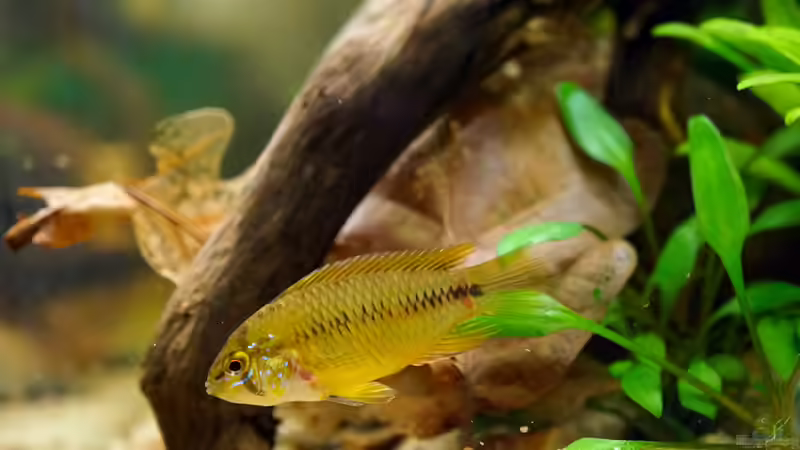 Besatz im Aquarium Wurzelwerk von Micha... (41)