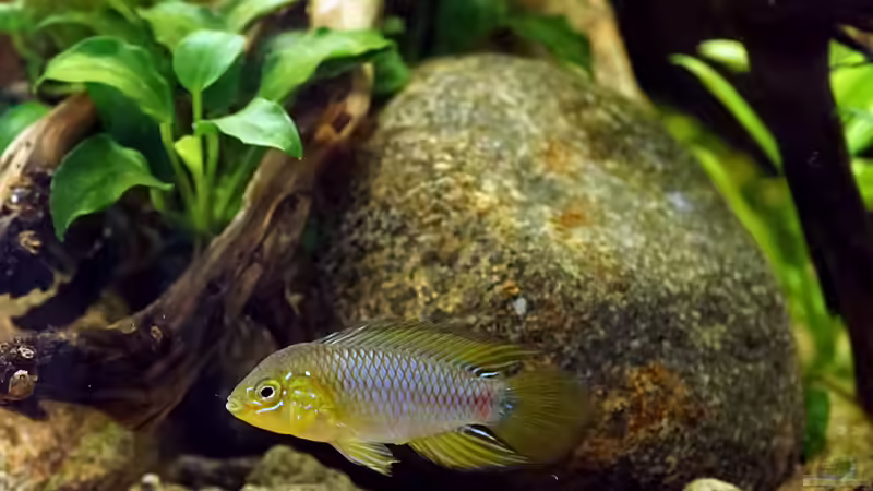 Besatz im Aquarium Wurzelwerk von Micha... (42)