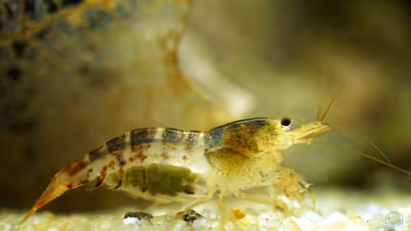 Besatz im Aquarium Wurzelwerk von Micha... (43)