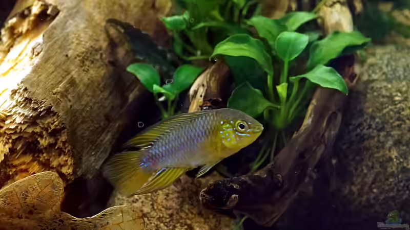 Besatz im Aquarium Wurzelwerk von Micha... (44)