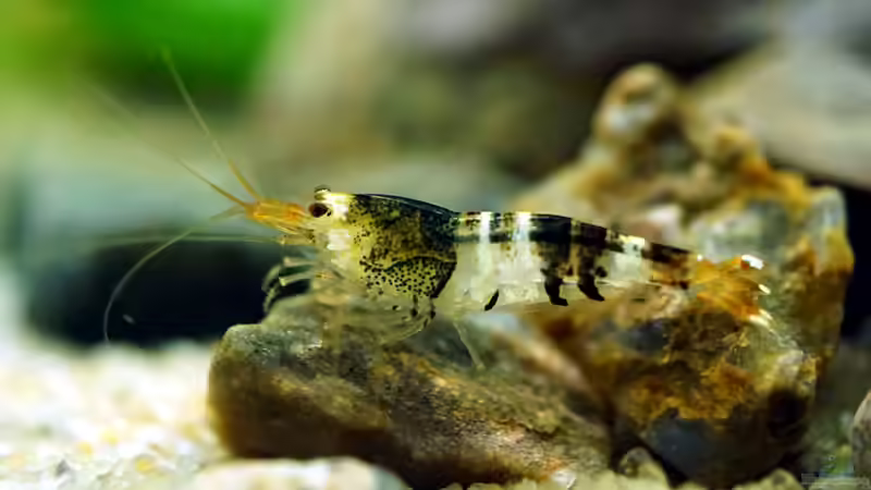 Besatz im Aquarium Wurzelwerk von Micha... (45)