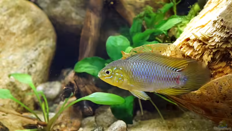 Besatz im Aquarium Wurzelwerk von Micha... (46)