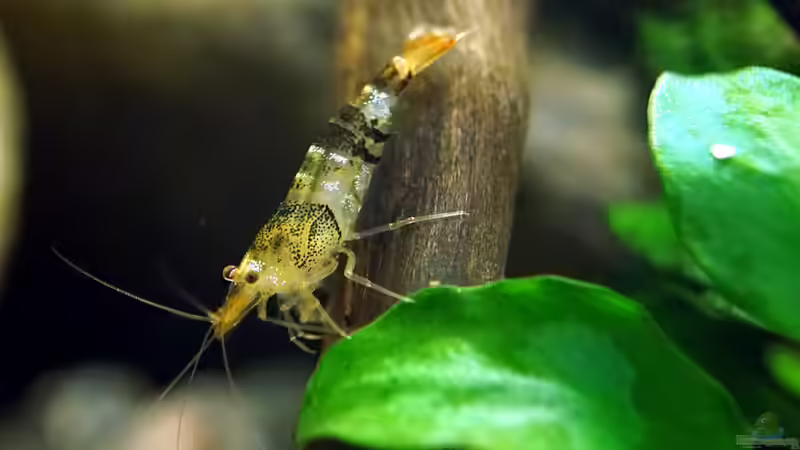Besatz im Aquarium Wurzelwerk von Micha... (48)
