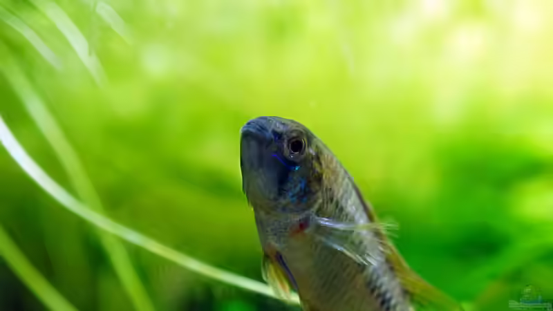 Besatz im Aquarium Wurzelwerk von Micha... (49)