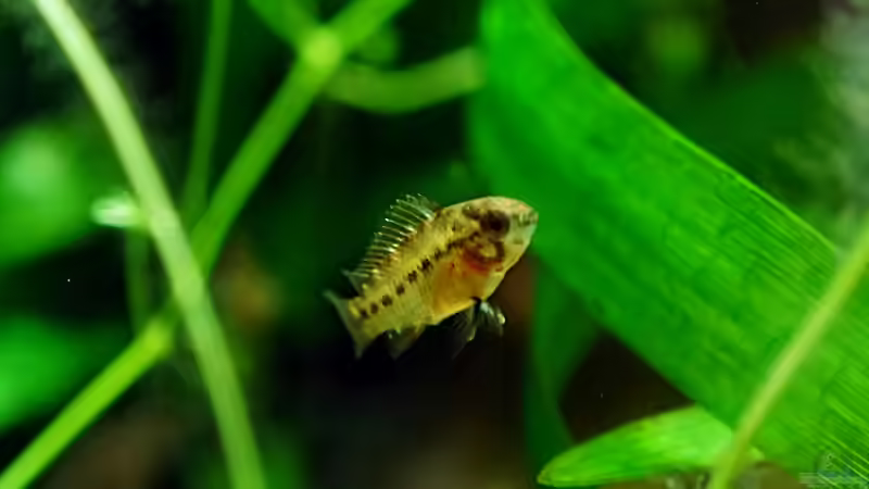 Besatz im Aquarium Wurzelwerk von Micha... (54)