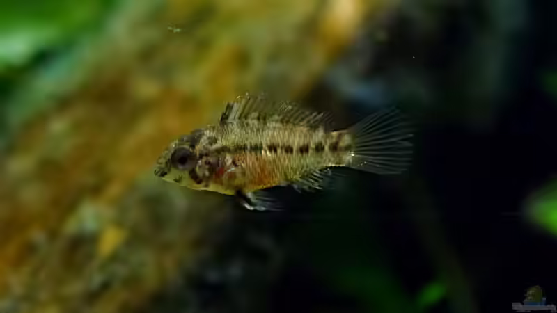 Besatz im Aquarium Wurzelwerk von Micha... (55)