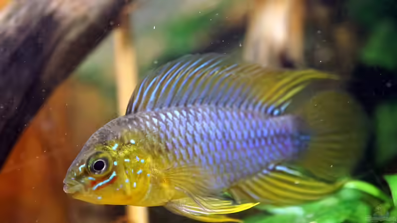 Besatz im Aquarium Wurzelwerk von Micha... (63)