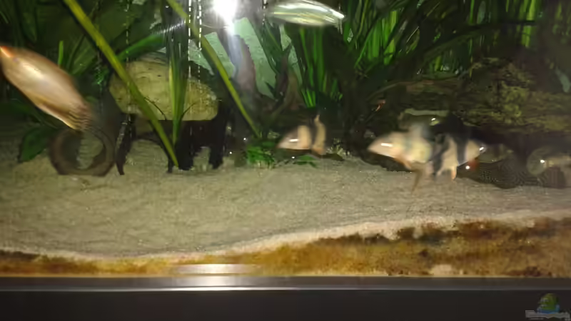 Besatz im Aquarium Yasis AQ von YAZZ (10)